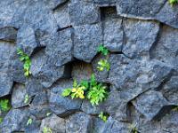 Pflanzen an Wand mit Basaltsäulenmuster